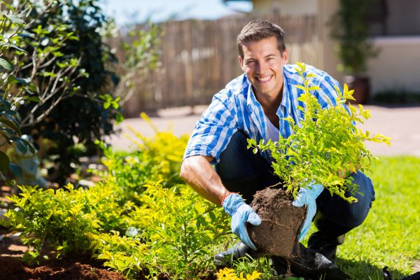 Bush Planting Service in Anderson