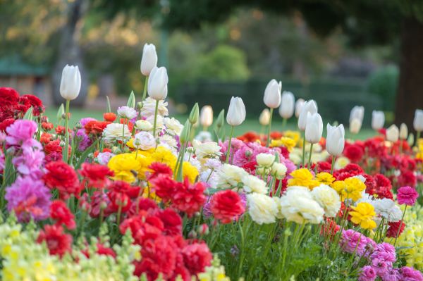 Gardening Service in Anderson