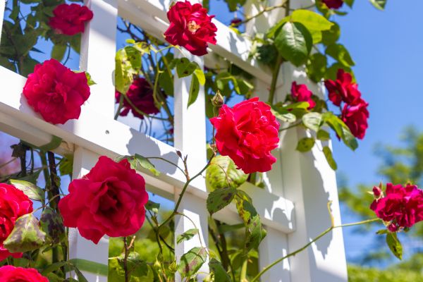 Home Gardening Service in Anderson