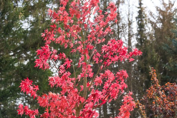 Japanese Maple Planting in Anderson