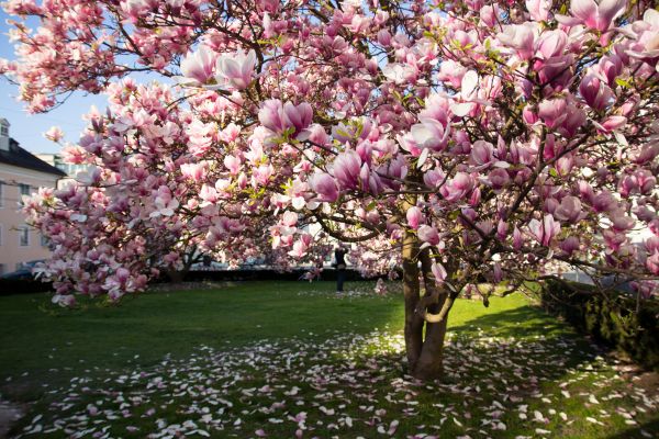 Magnolia Tree Planting in Anderson