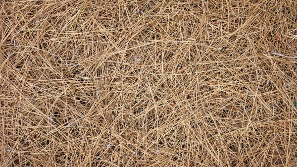 Pine Needles Delivery in Anderson