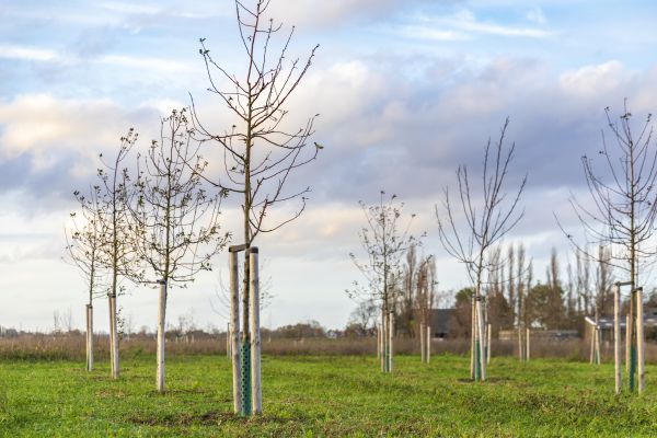 Tree Installation Service in Anderson