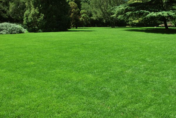 Lawn Landscaping in Anderson