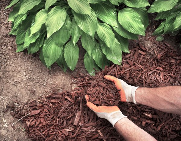 Shredded Mulch Service in Anderson