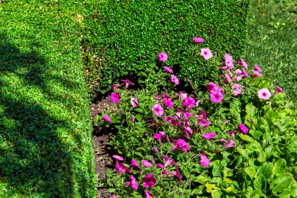 Softscaping Service in Anderson