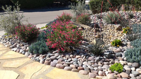Xeriscape Landscaping in Anderson