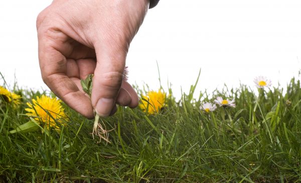 Lawn Weeding in Anderson