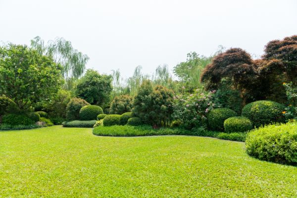 Tree Landscaping in Anderson