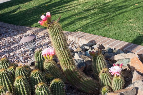 Desert Landscaping in Anderson