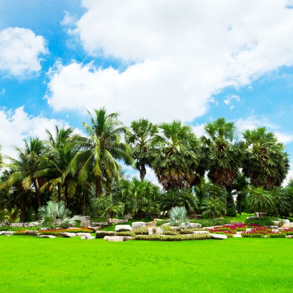Tropical Landscaping in Anderson