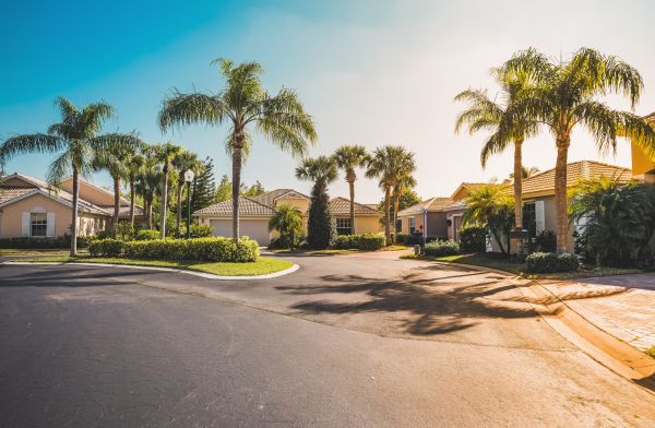 Palm Tree Landscaping in Anderson