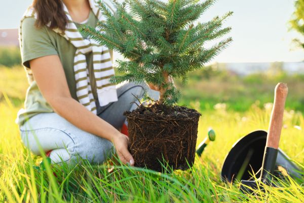 Spruce Tree Planting in Anderson