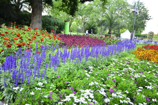Perennials Planting in Anderson
