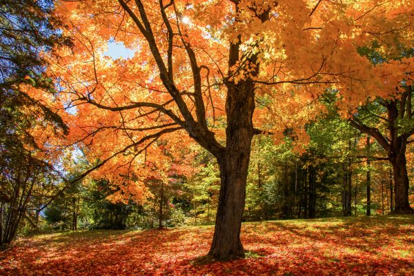 Maple Tree Planting in Anderson