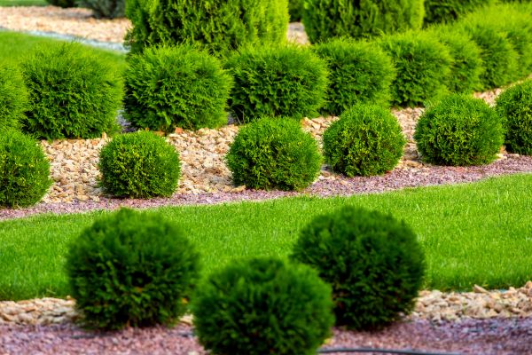 Bush Installation in Anderson