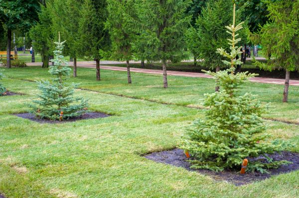 Privacy Trees Planting in Anderson