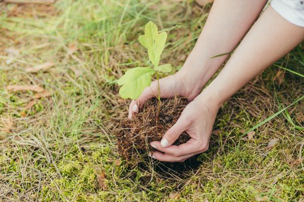 Oak Tree Planting in Anderson