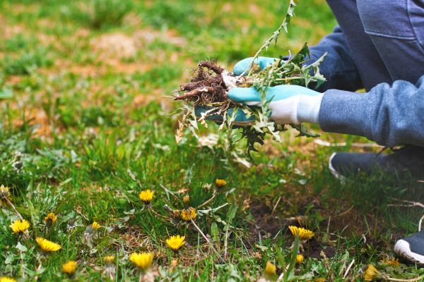 Flower Bed Clearing in Anderson