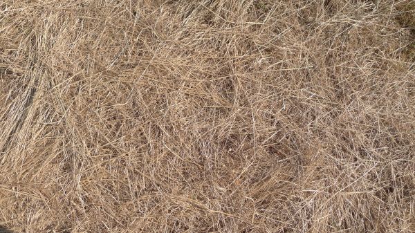 Pine Straw Replacement in Anderson