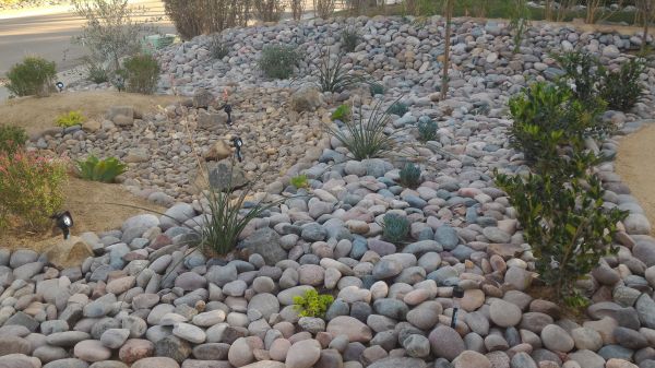Yard Xeriscaping in Anderson
