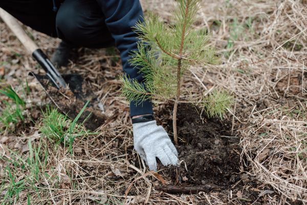 Pine Tree Planting in Anderson
