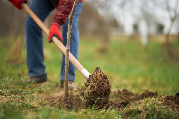Trees Planting in Anderson