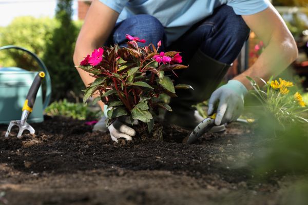 Plant Replacement in Anderson
