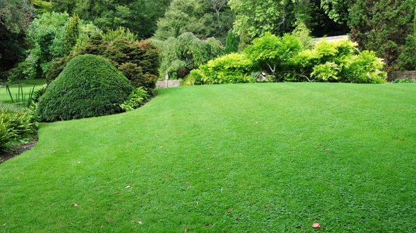 Commercial Landscape Design in Anderson