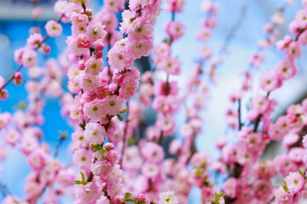 Japanese Cherry Tree Planting in Anderson