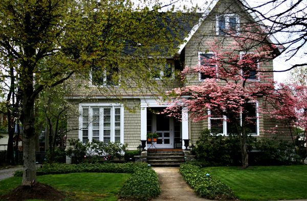 Ornamental Tree Planting in Anderson