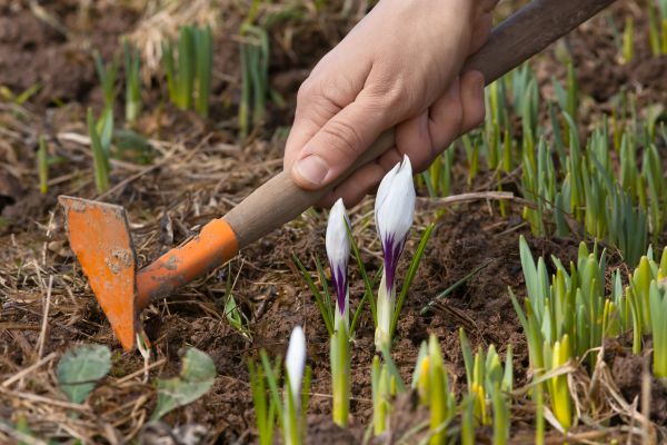 Flower Garden Weeding in Anderson