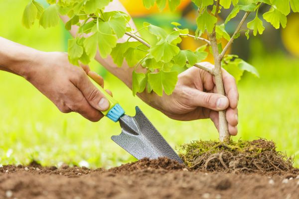 Fruit Tree Planting in Anderson
