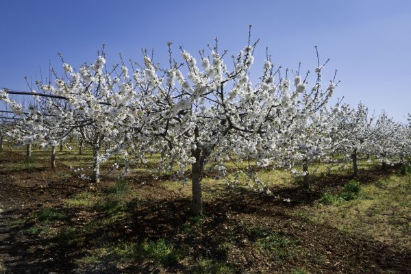 Orchard Planting in Anderson