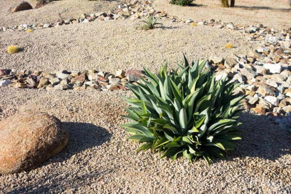 Xeriscaping Service in Anderson