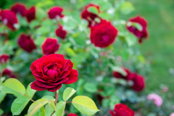 Rose Planting in Anderson