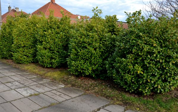 Privacy Shrub Installation in Anderson
