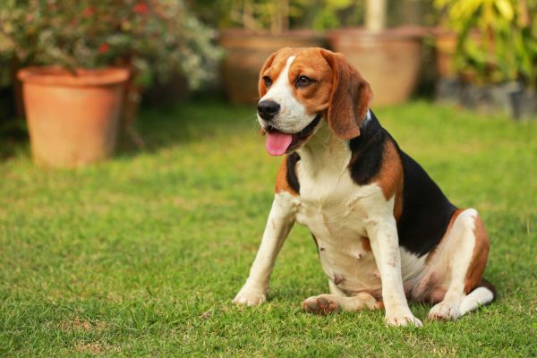 Dog Friendly Landscaping in Anderson