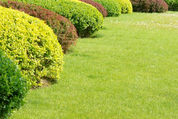 Shrubbery Planting in Anderson