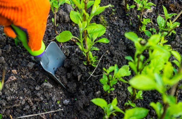 Hydrangea Planting in Anderson