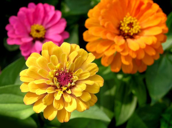 Zinnia Planting in Anderson