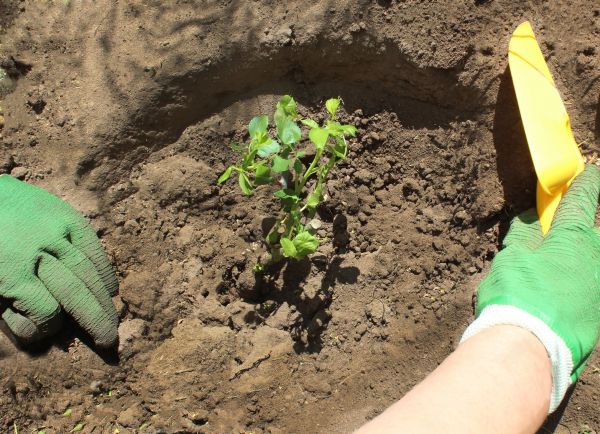 Rose Bush Planting in Anderson