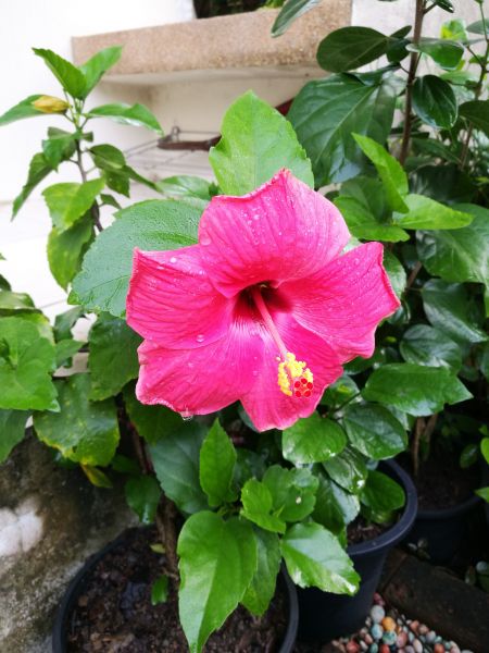 Hibiscus Planting in Anderson