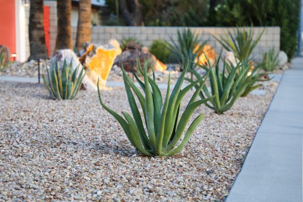 Drought Resistant Landscaping in Anderson
