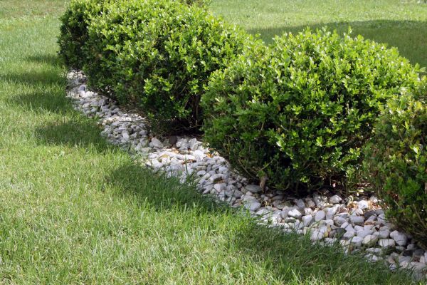 Boxwood Planting in Anderson