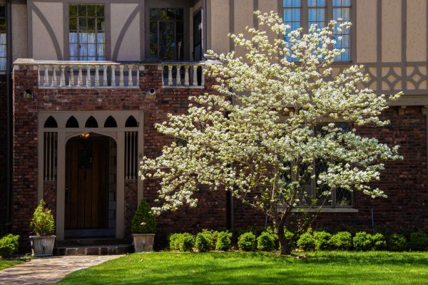 Dogwood Tree Planting in Anderson